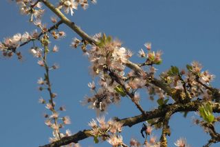 Mexican Plum