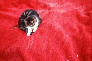 caty