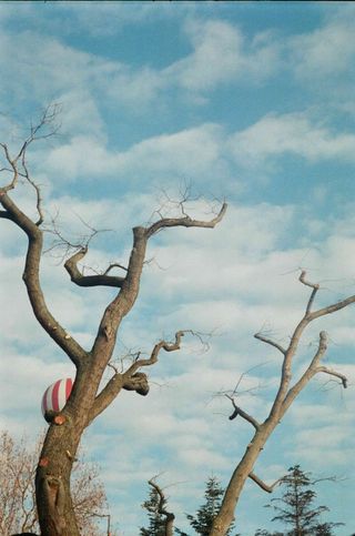 Blue Skies & Trees