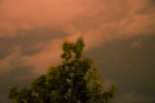 Shaking Tree