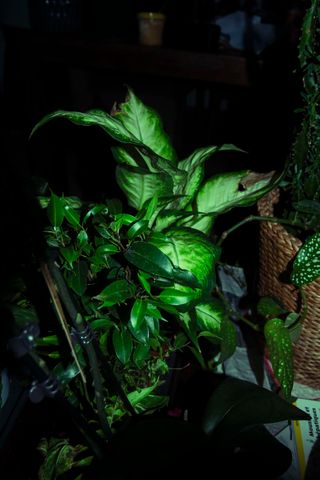 Plants